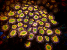 Load image into Gallery viewer, Rainbow Infusion Zoanthids Palythoa
