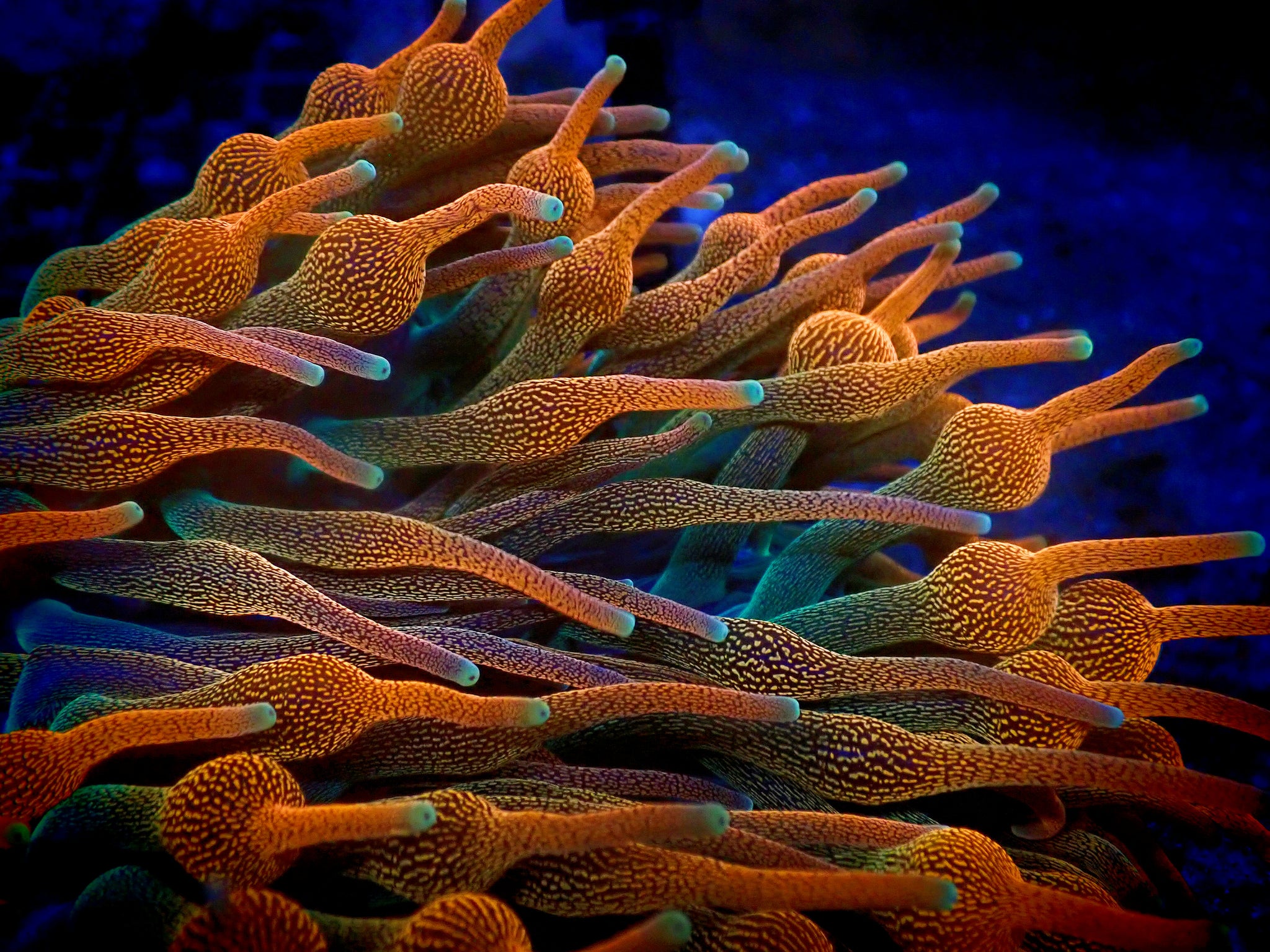 C2Y Inferno Anemone – Coral2you