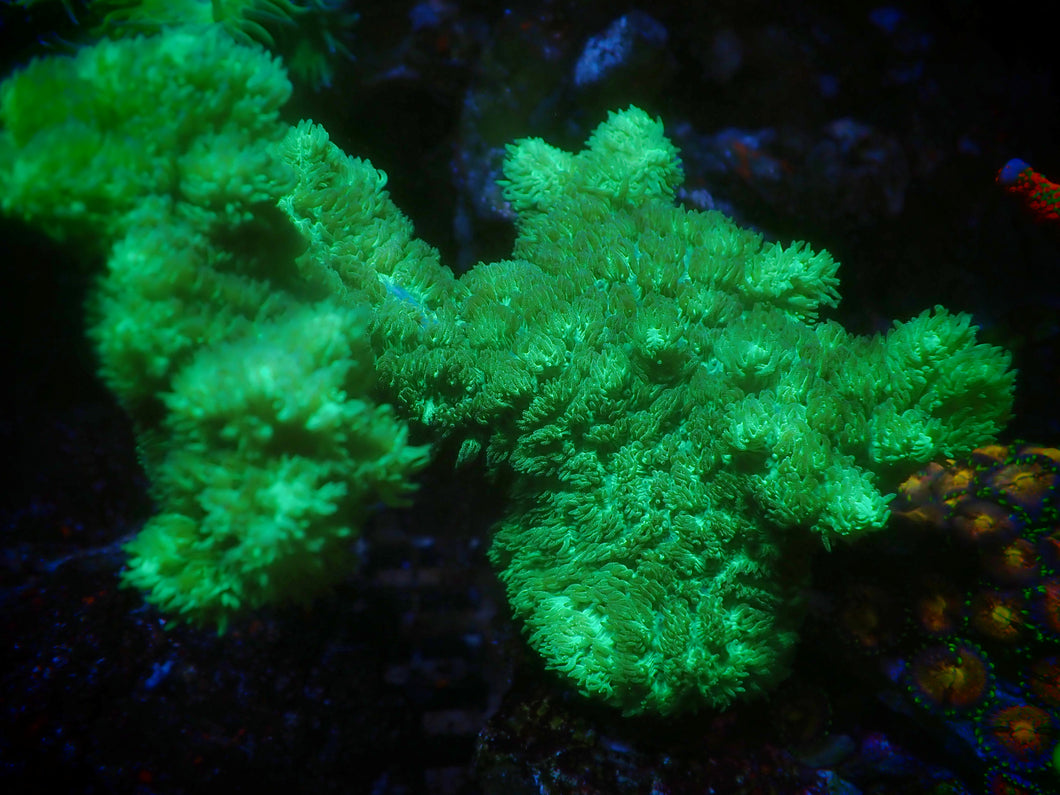 Neon Green Hydnophora  Coral