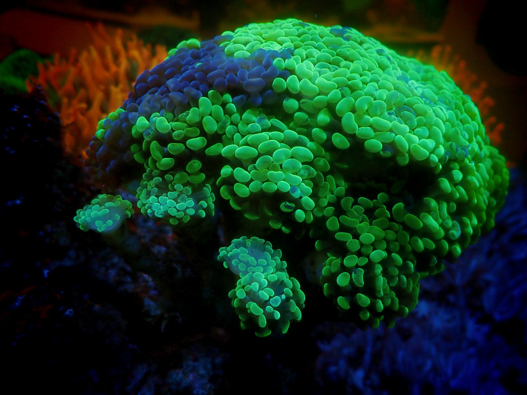 Branching Multi Color Neon Splatter Toxic Hammer Coral