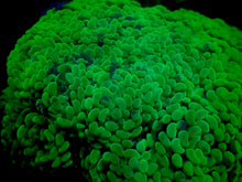 Load image into Gallery viewer, Branching Multi Color Neon Splatter Toxic Hammer Coral
