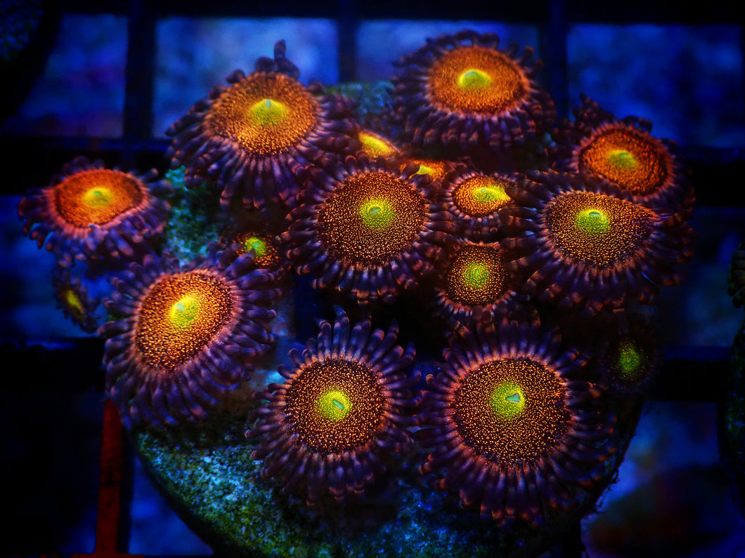 Mohawk Zoanthids