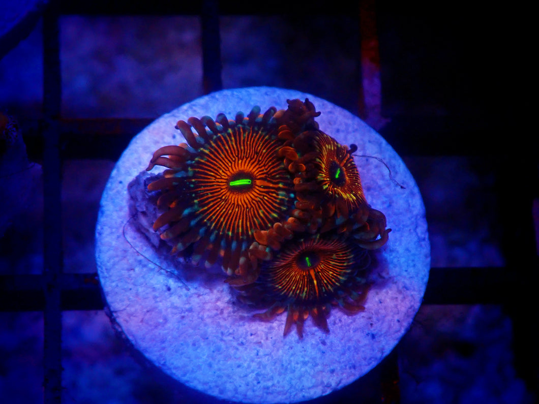 CB White Zombie Zoanthids