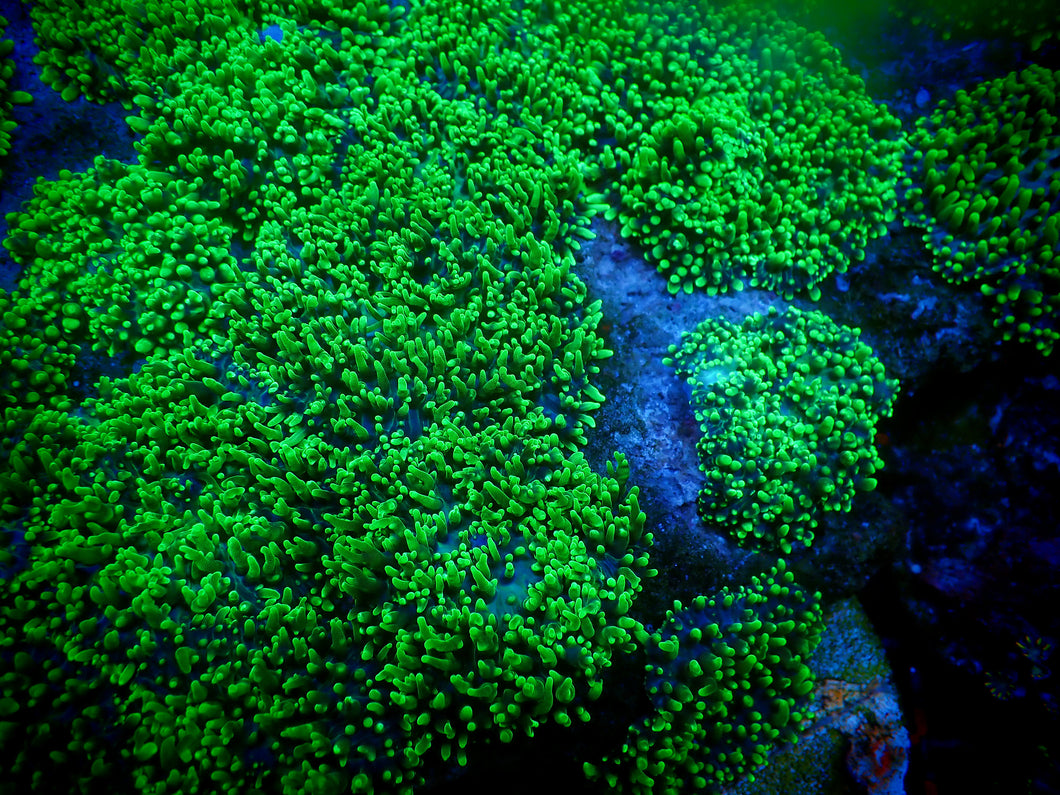 Neon Green Hairy Mushroom