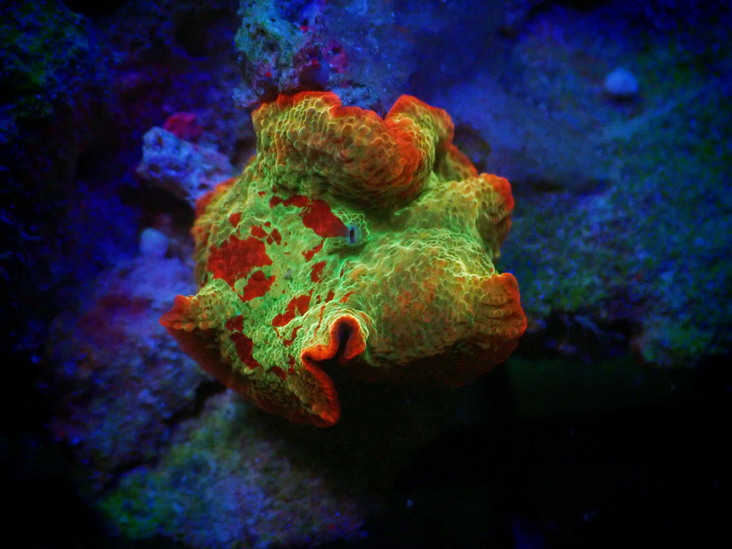 Eclectus Jawbreaker Mushroom Coral
