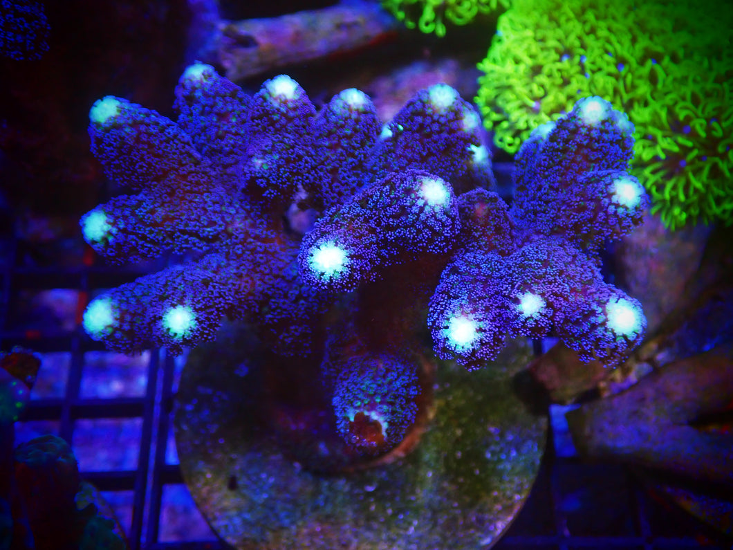 Purple Stylophora Mini Colony