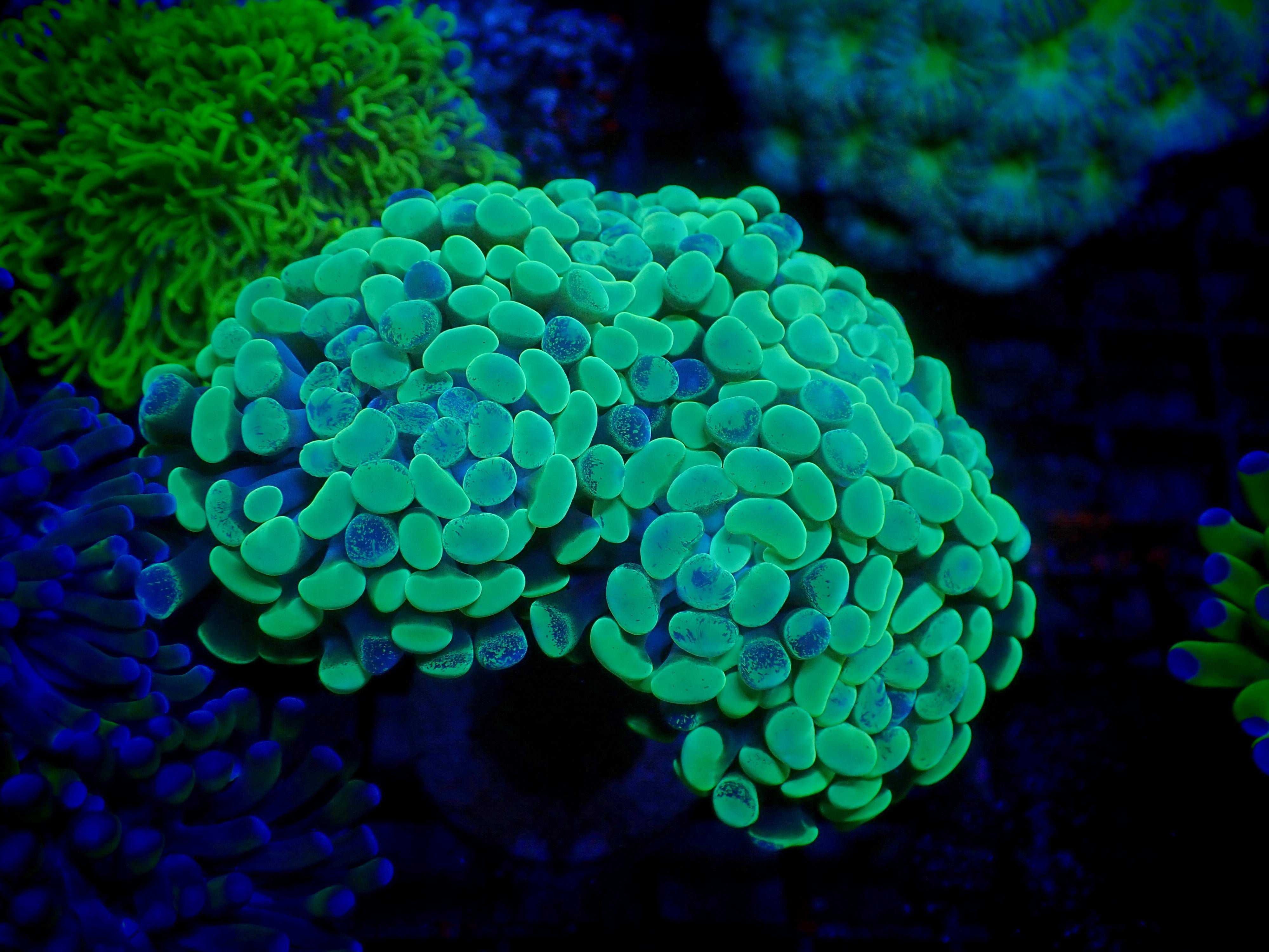 Branching Toxic Splatter Hammer Coral – Coral2you