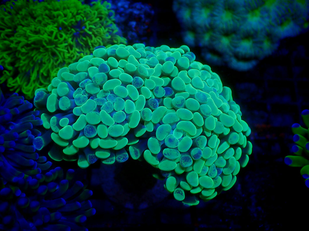 Branching Toxic Splatter Hammer Coral