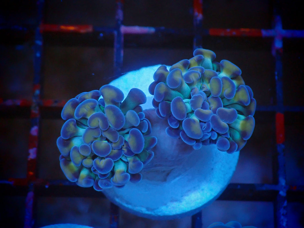 Golden Pearl Hammer Coral