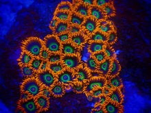 Load image into Gallery viewer, Emerald On Fire Zoanthids
