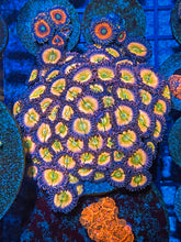 Load image into Gallery viewer, Rainbow Infusion Zoanthids Palythoa
