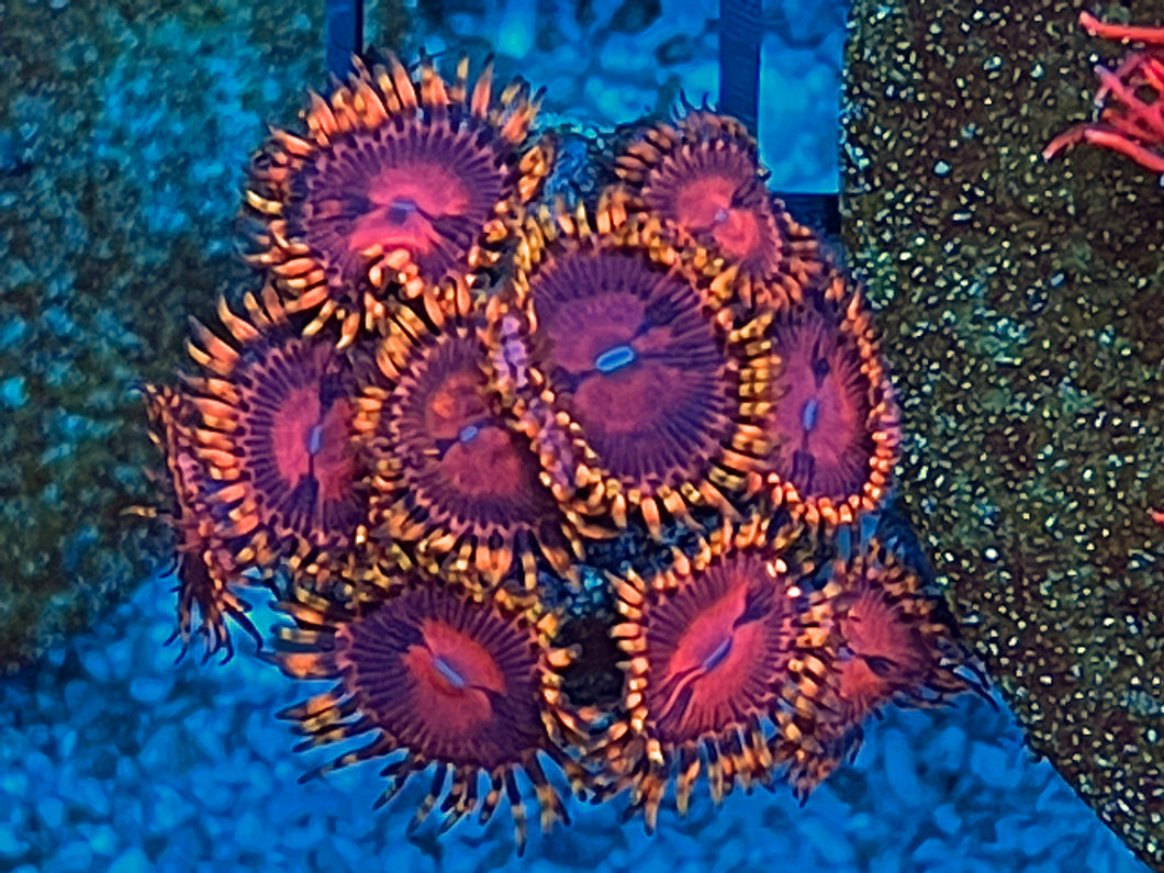 Strawberry Wine Zoanthids