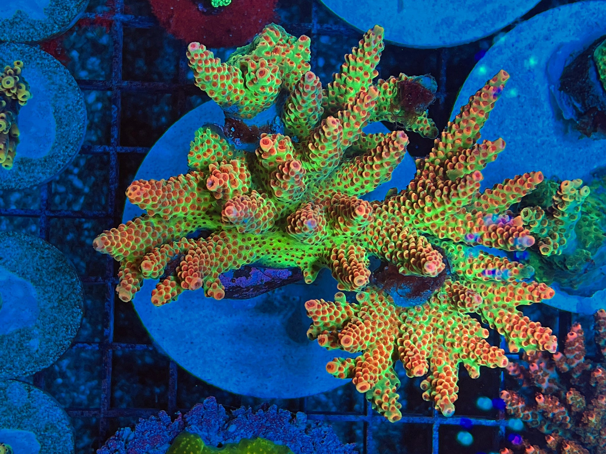 TSA Princess Peach Acropora – Coral2you